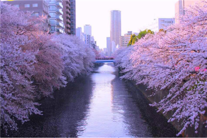 10 địa điểm ngắm hoa anh đào Nhật Bản 2021