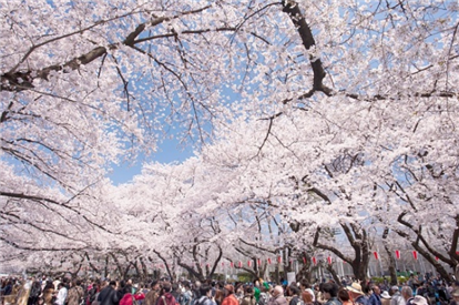 10 địa điểm ngắm hoa nổi tiếng ở Nhật Bản nhất định phải ghé thăm